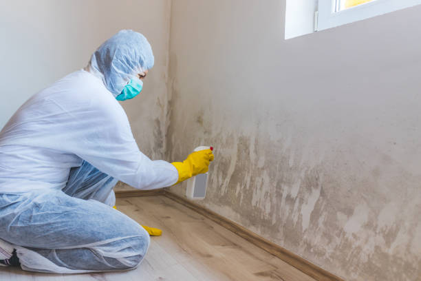 Licensed Mold Inspection service in Spring Lake, NJ - WQB Mold Removal